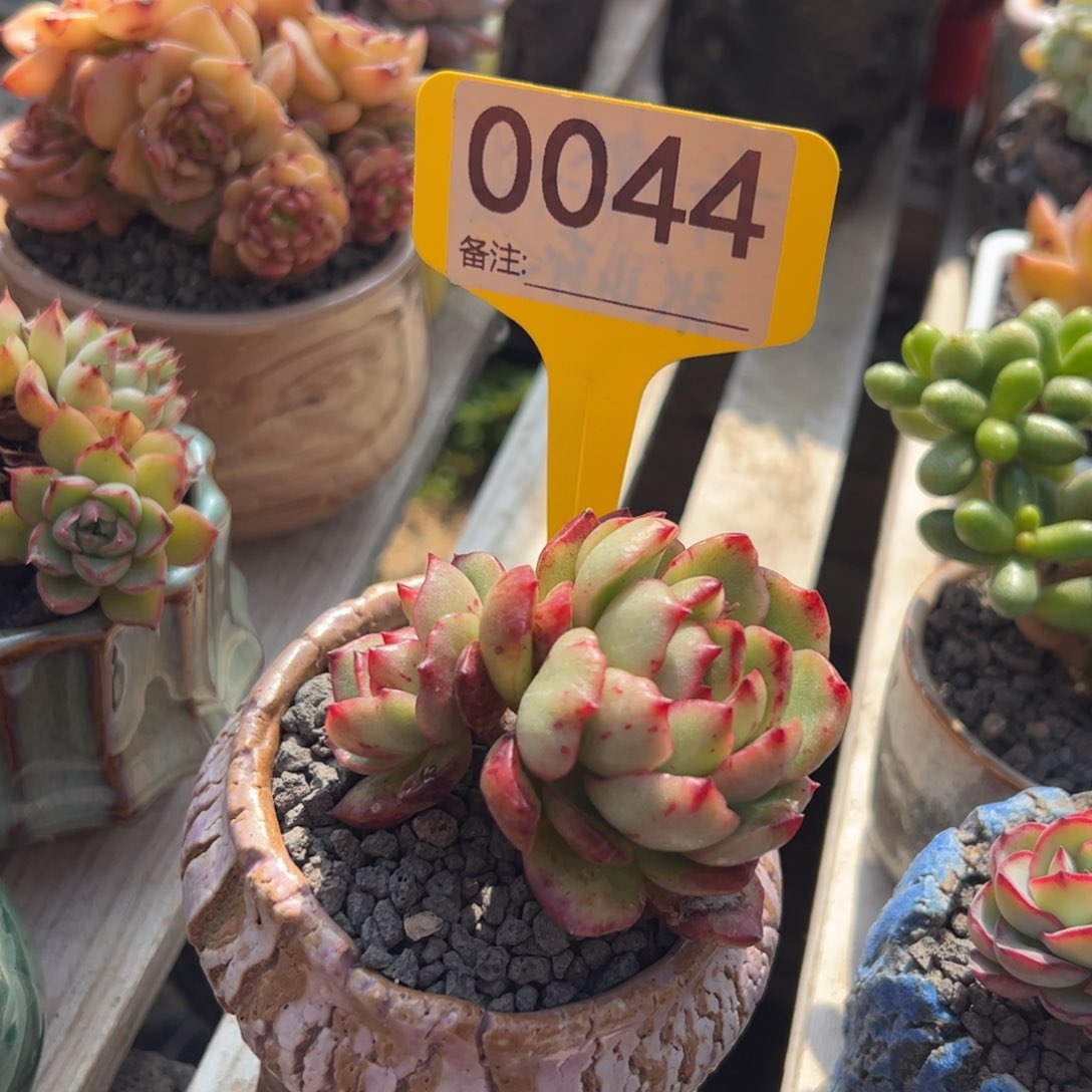 保利安娜石化双头