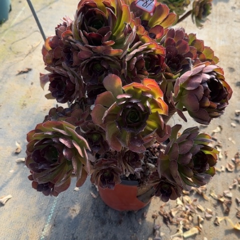 7-87荷兰多肉植物