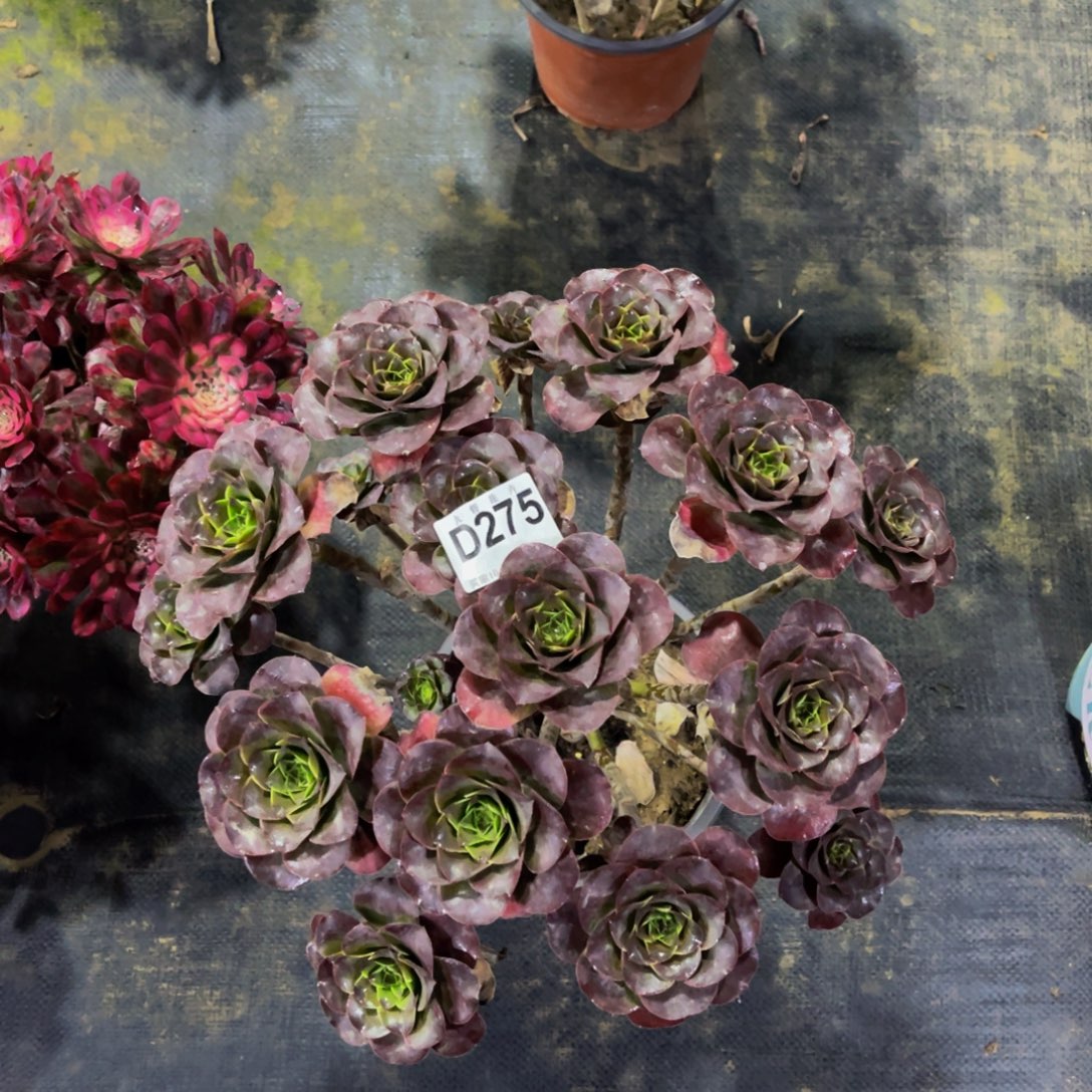 27500魅金玫瑰福利可以拍