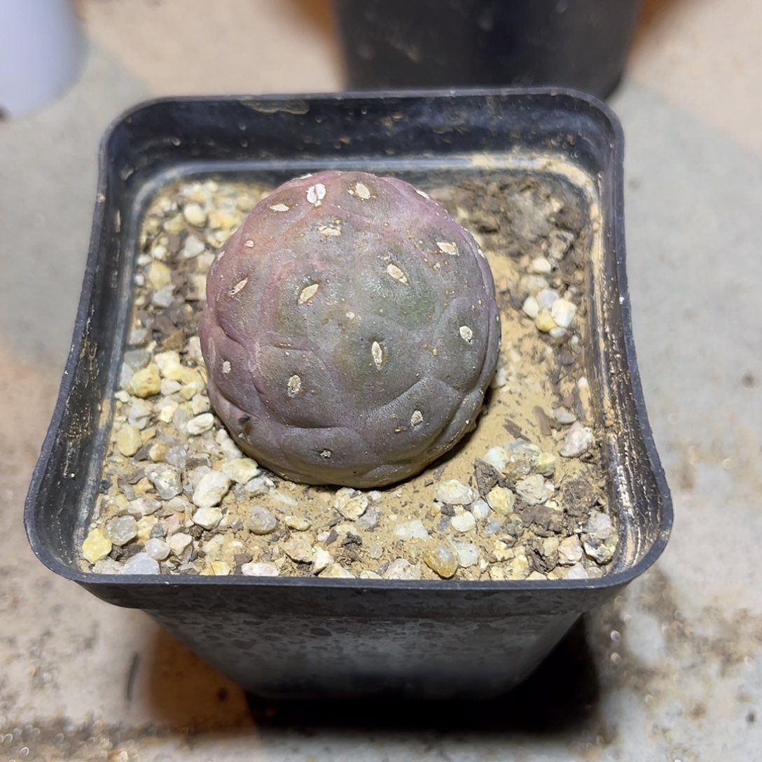 无刺习志野仙人球