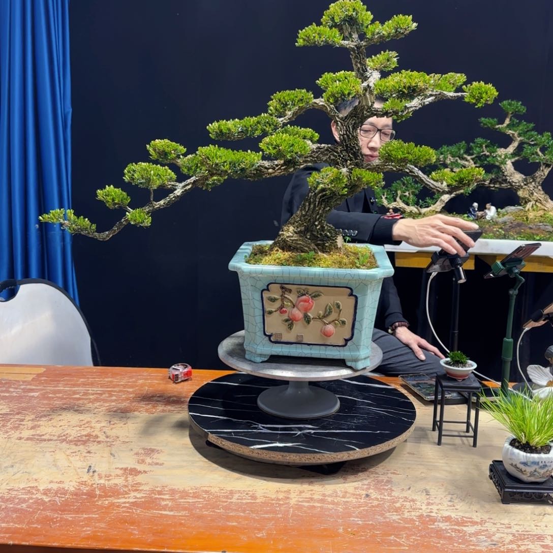 黄杨室内室外盆景艺术