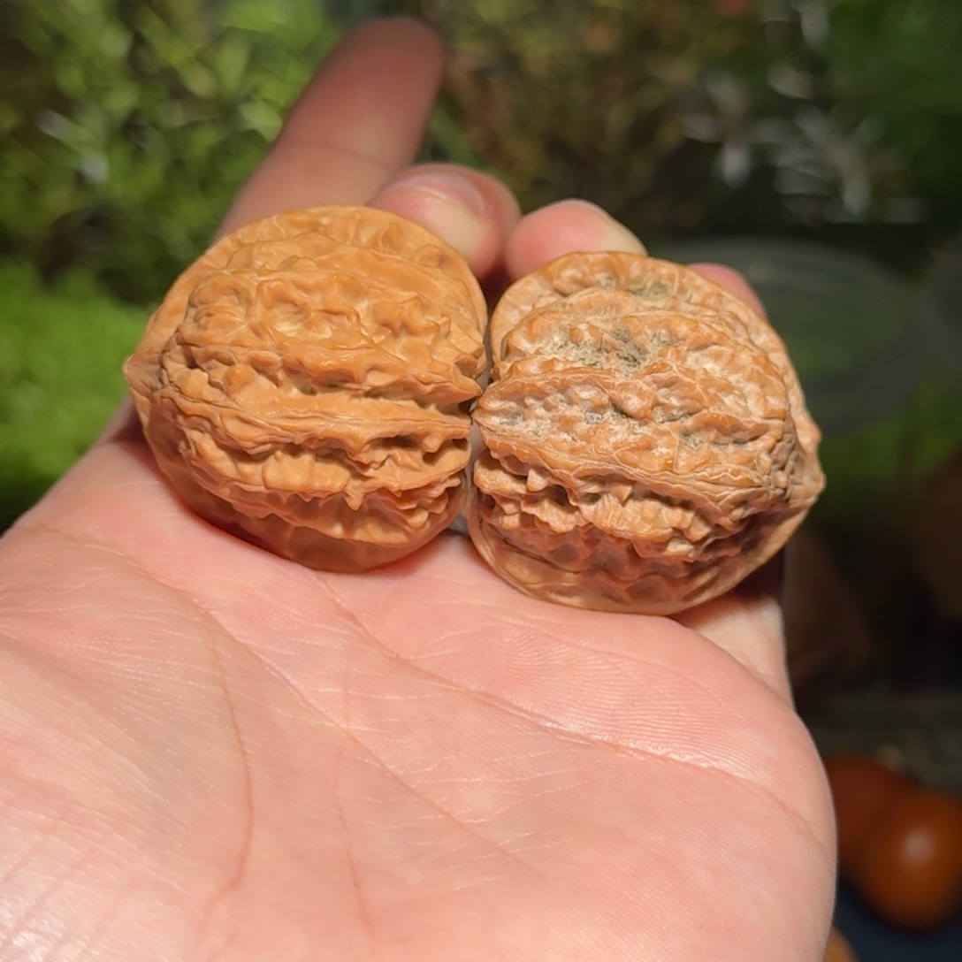 2612号36纯野生文玩核桃