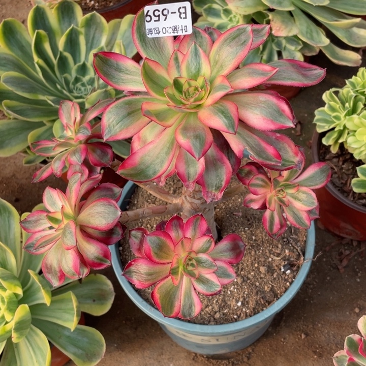 659烈焰多肉1234468多肉