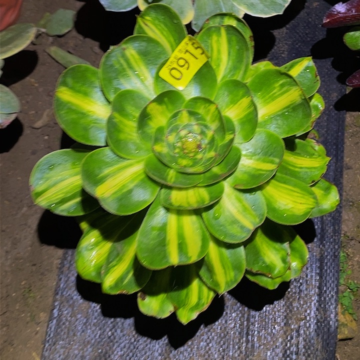 0915暴君多肉植物