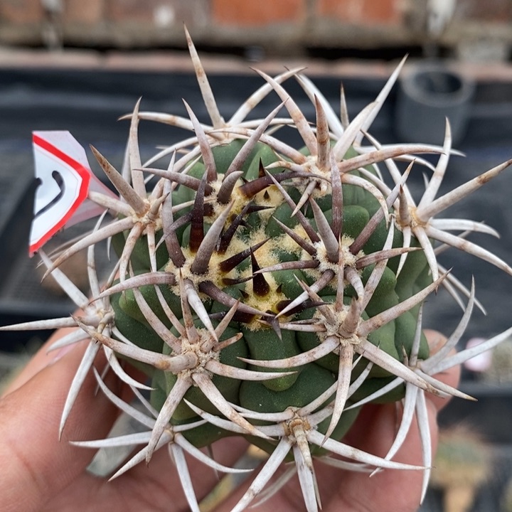 【闪购商品】817碧岩玉