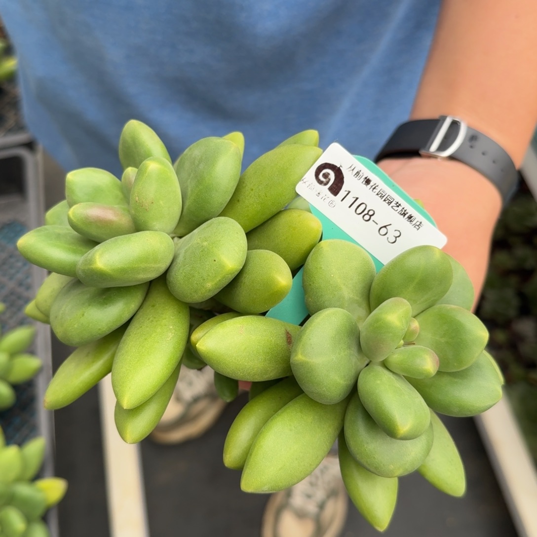 从前慢多肉精选超过1108.63