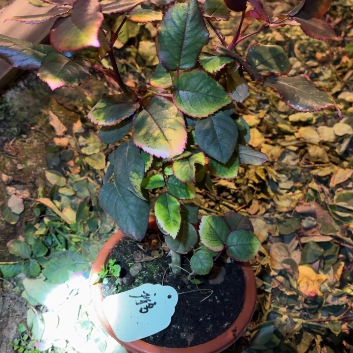 无花朵摩多一加仑