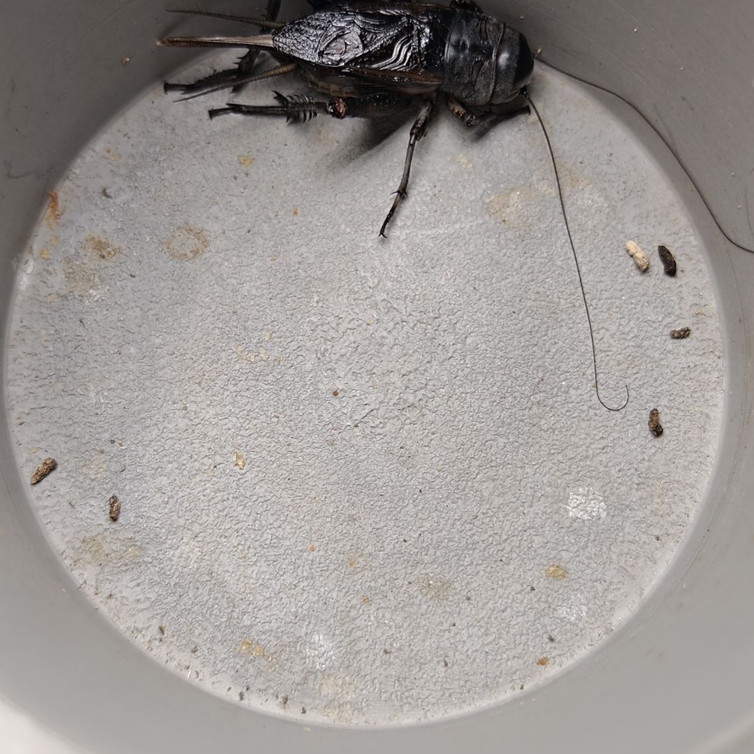 蟋蟀歪门邪调 tony30