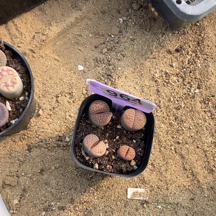 初***琪生石花的季节是最964