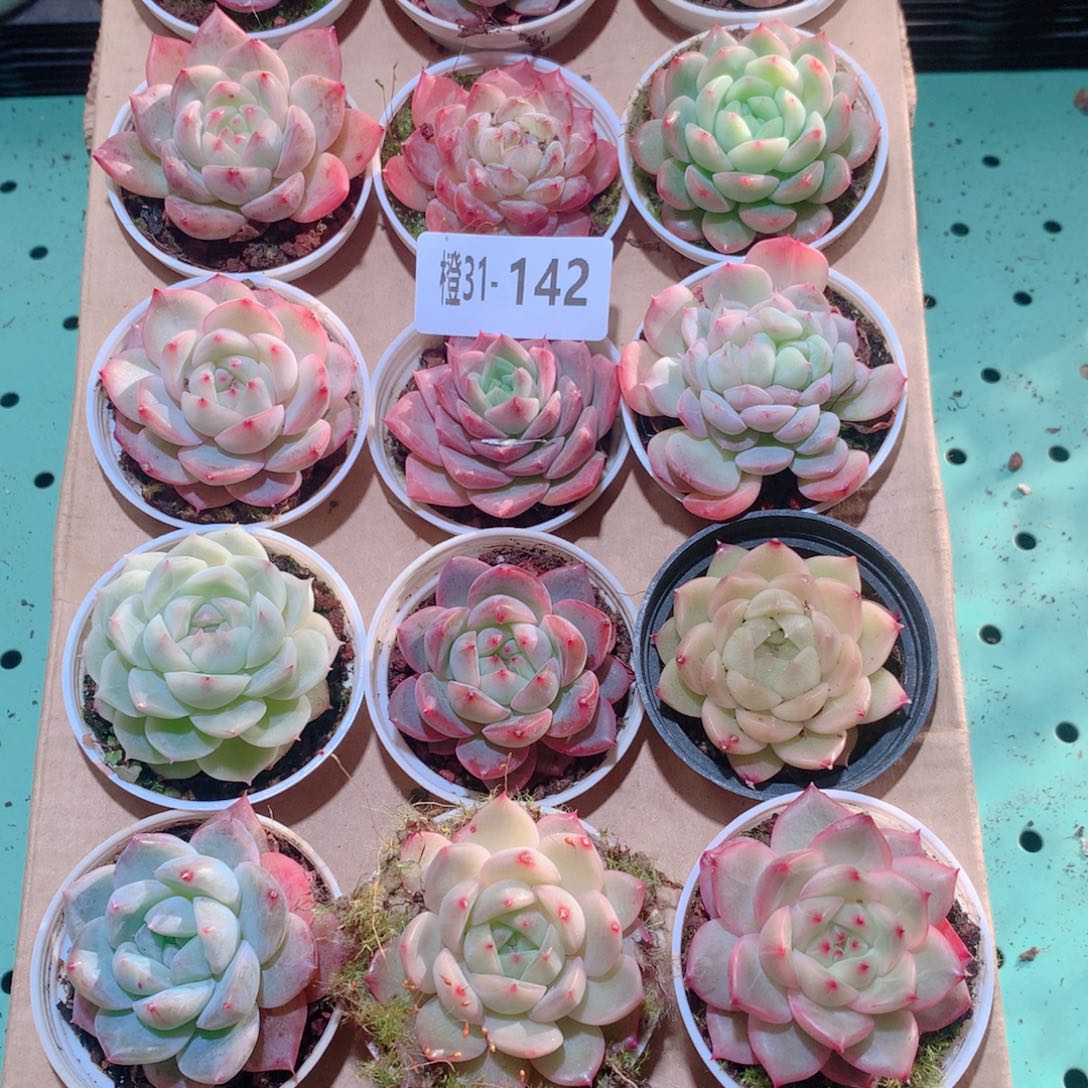 31-142一物一拍多肉带盆18颗