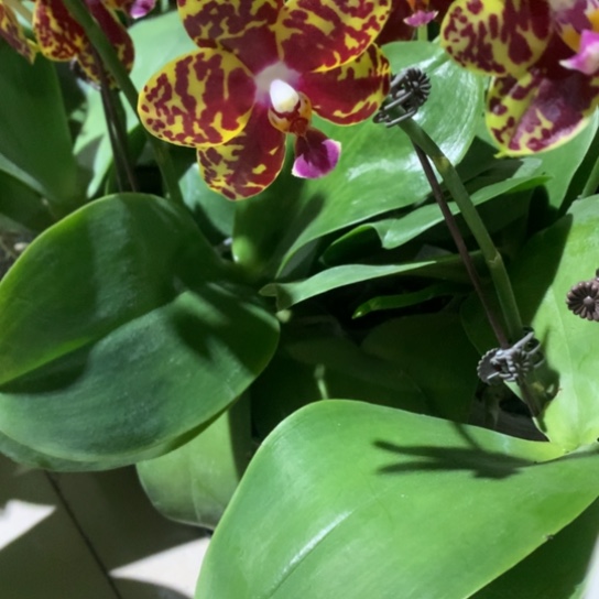 完全开放春植泉无花