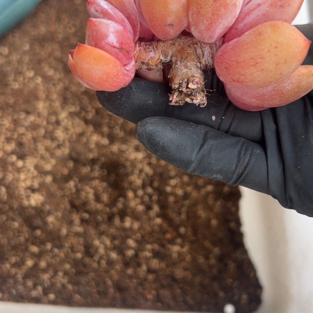 四头星影小树000000000000