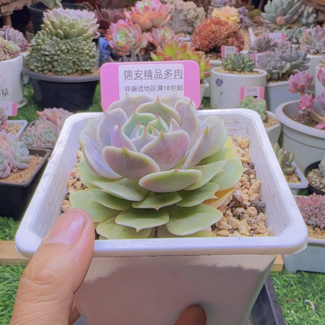 锦安精品多肉植物250