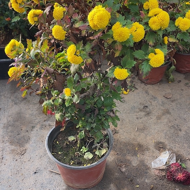 衲****60菊花菊花菊花菊花