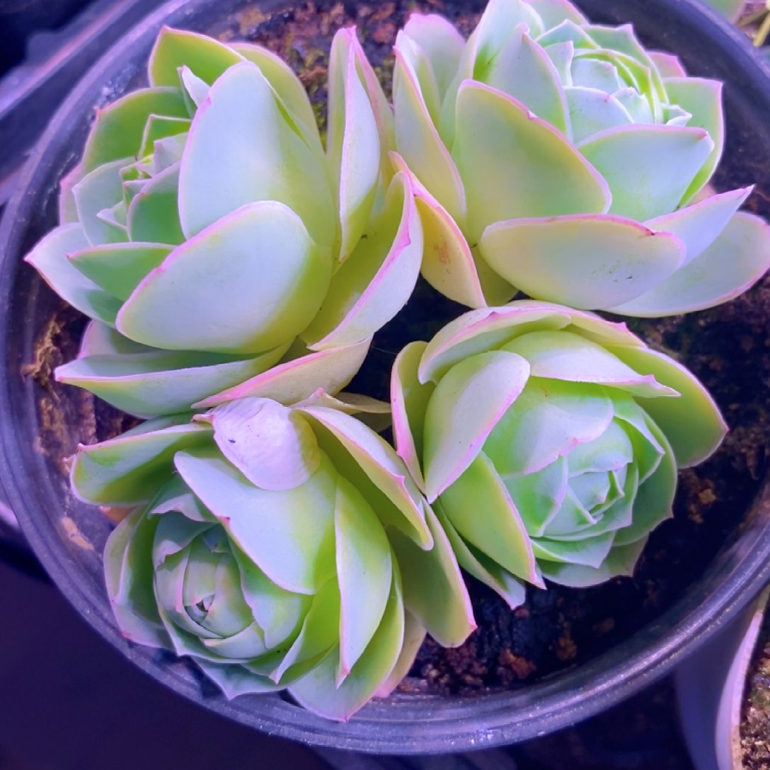 山地玫瑰新粉福利一物一拍642罗拉公主