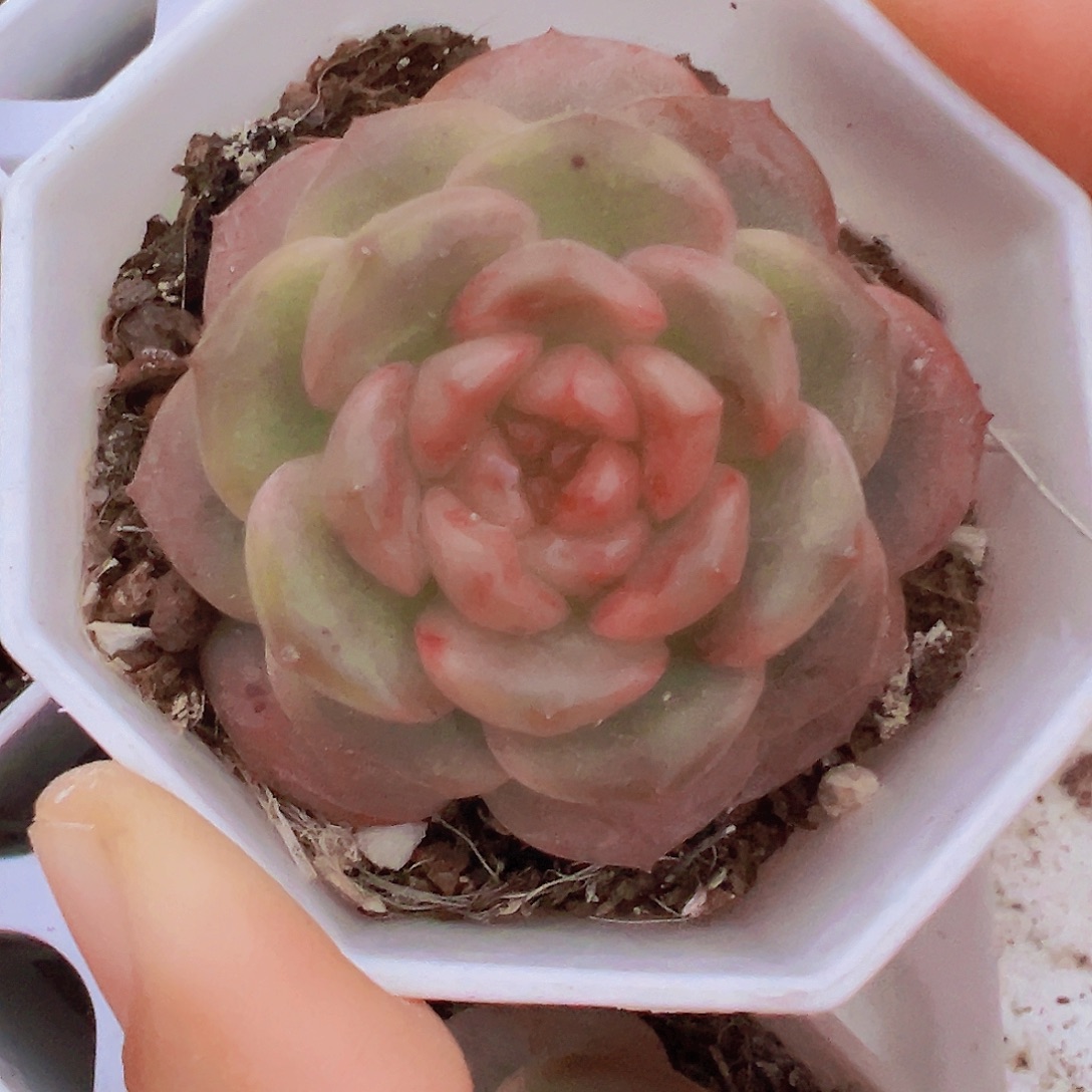 冰糖葫芦19包邮多肉