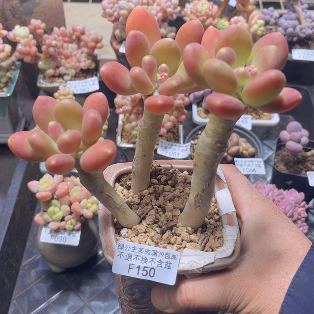 150大群芒果奶12c m多肉