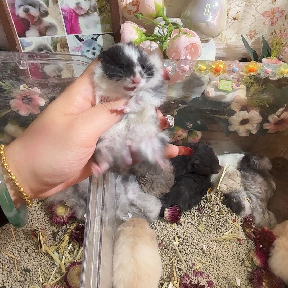 暴***女假面弟弟直毛包邮