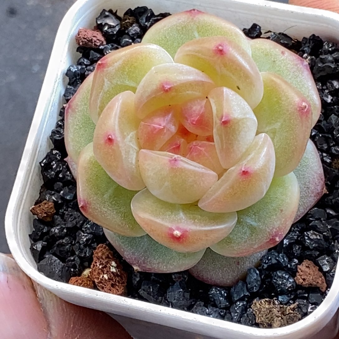 天官赐福百无禁忌