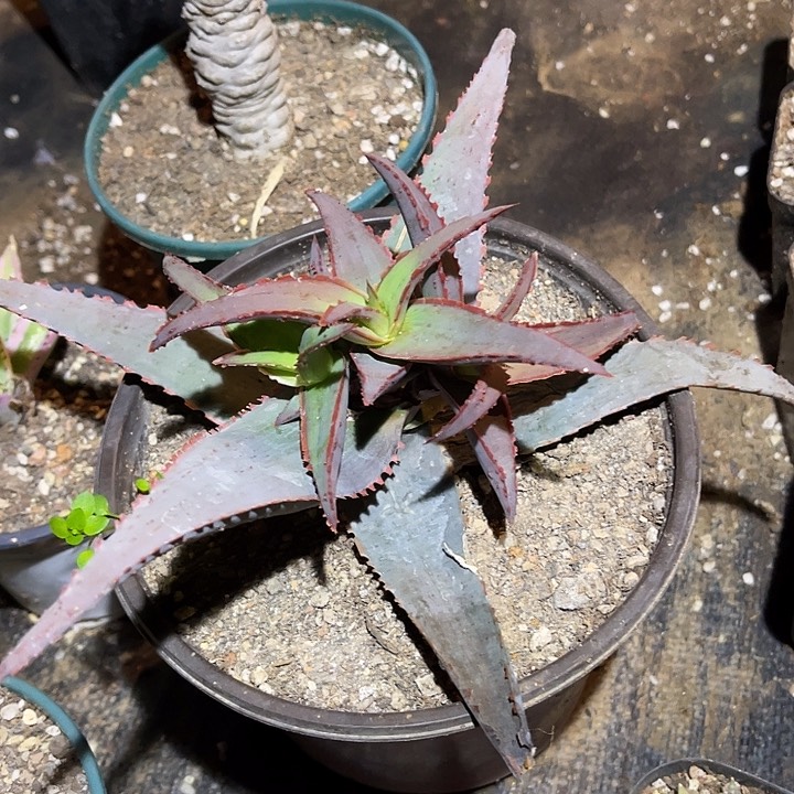 满38包邮2天凑单，脱土晾根发货多肉植物