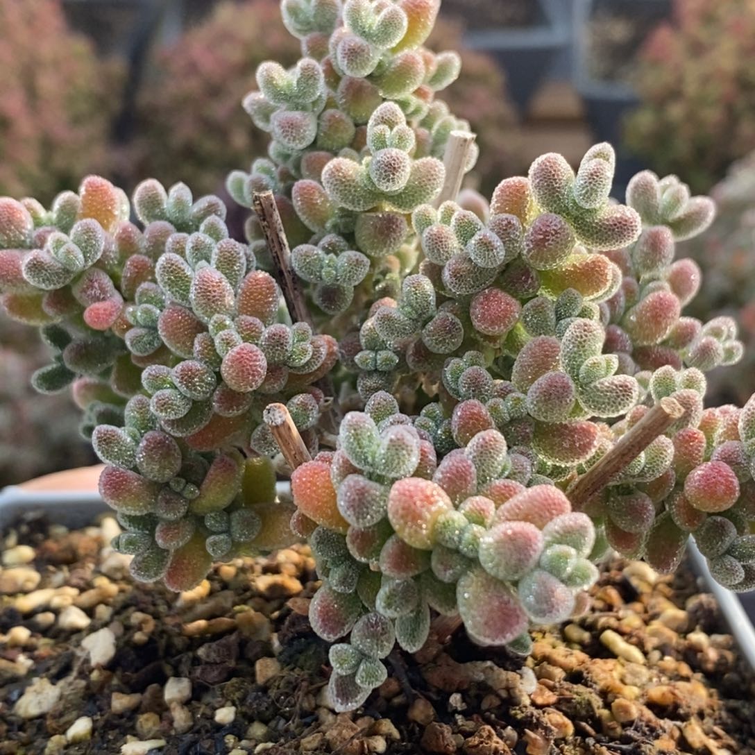 呜*啦实生冰晶4752年后发货