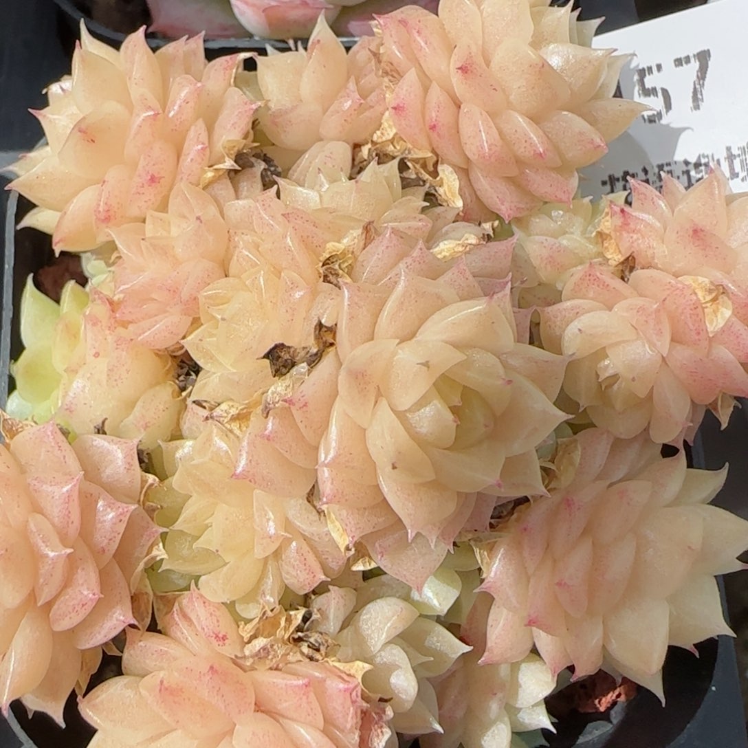 花语逸镜0131-457