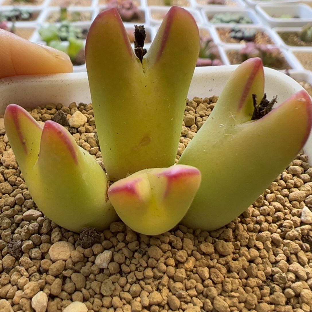 黄体将将 肉锥植物