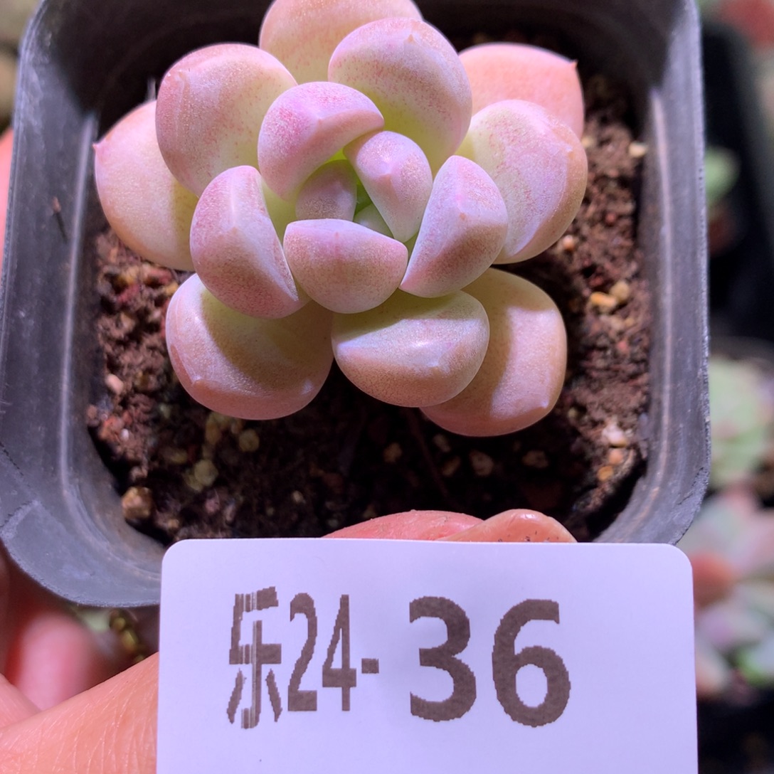 乐然24-36 奶糖单头 