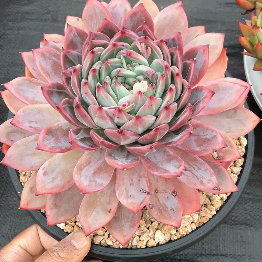 海*源多肉植物一物一拍