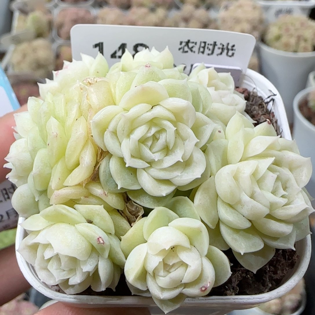 【闪购商品】0223-148（fm-173）