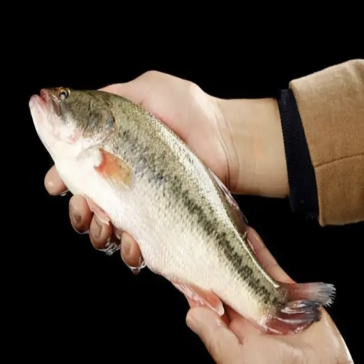 鲜活  鲈鱼  （毛重约一斤三两到一斤半）默认帮杀