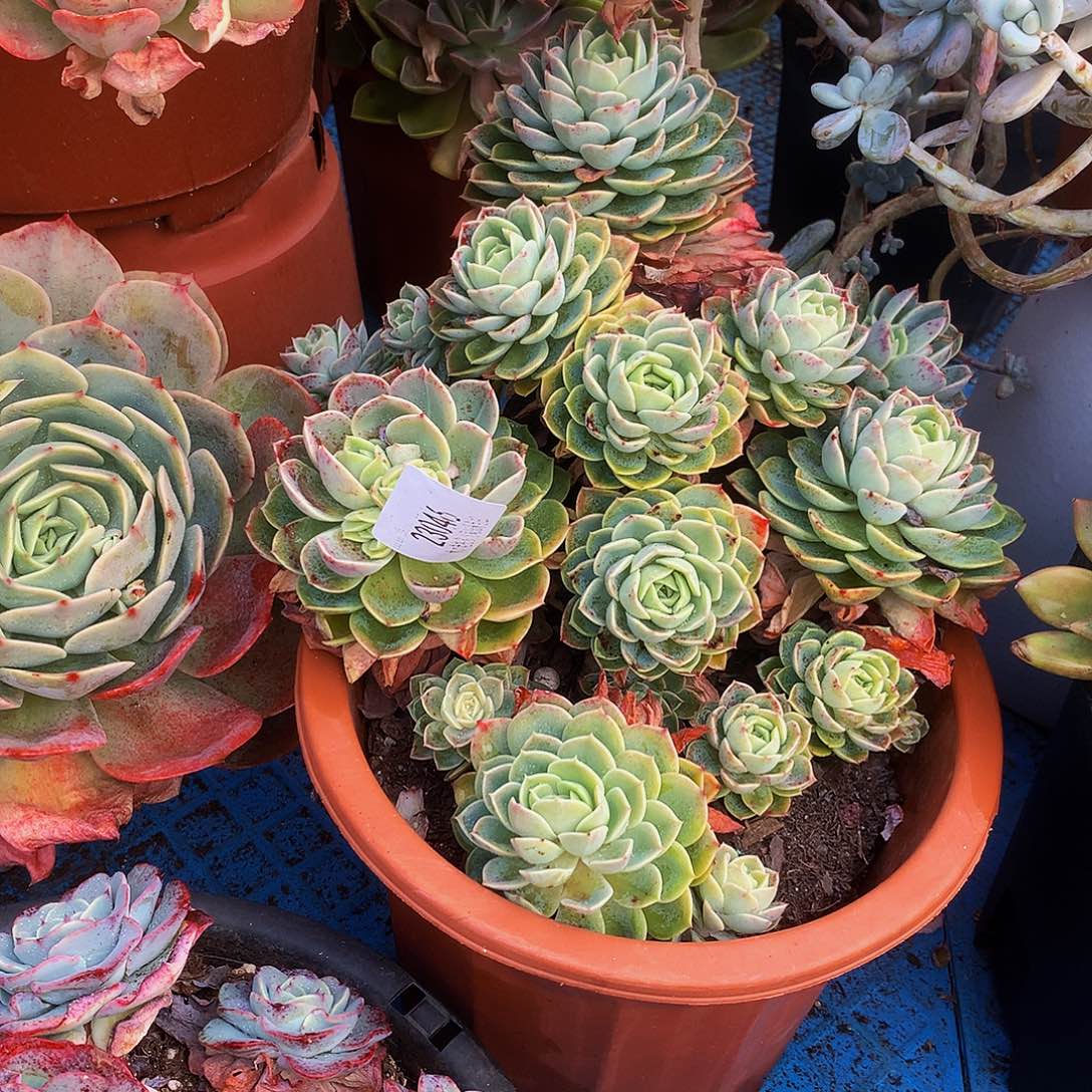 累***的    哈密瓜多肉23046