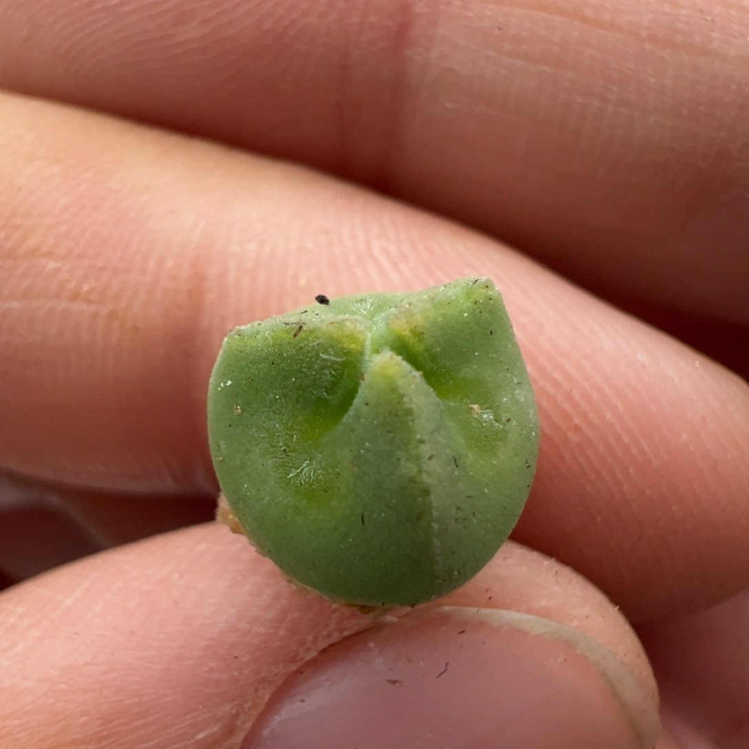 981。青蛙优选大眼奔