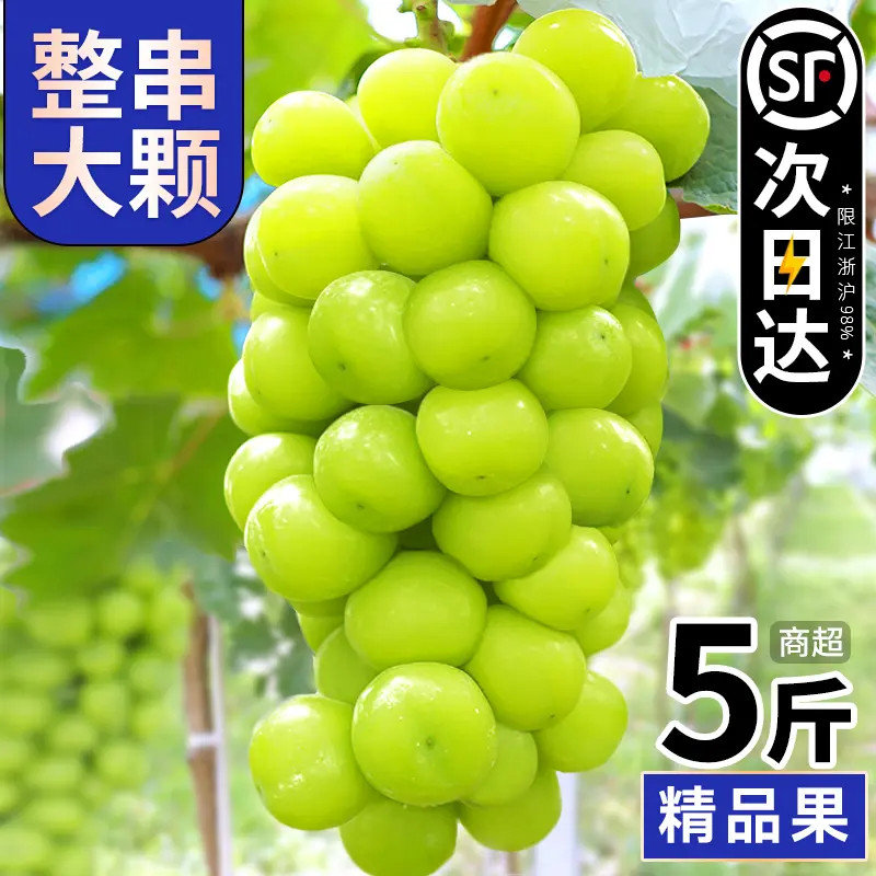5斤整箱阳光玫瑰葡萄果园直供脆甜多汁晴王香印青提当季包邮