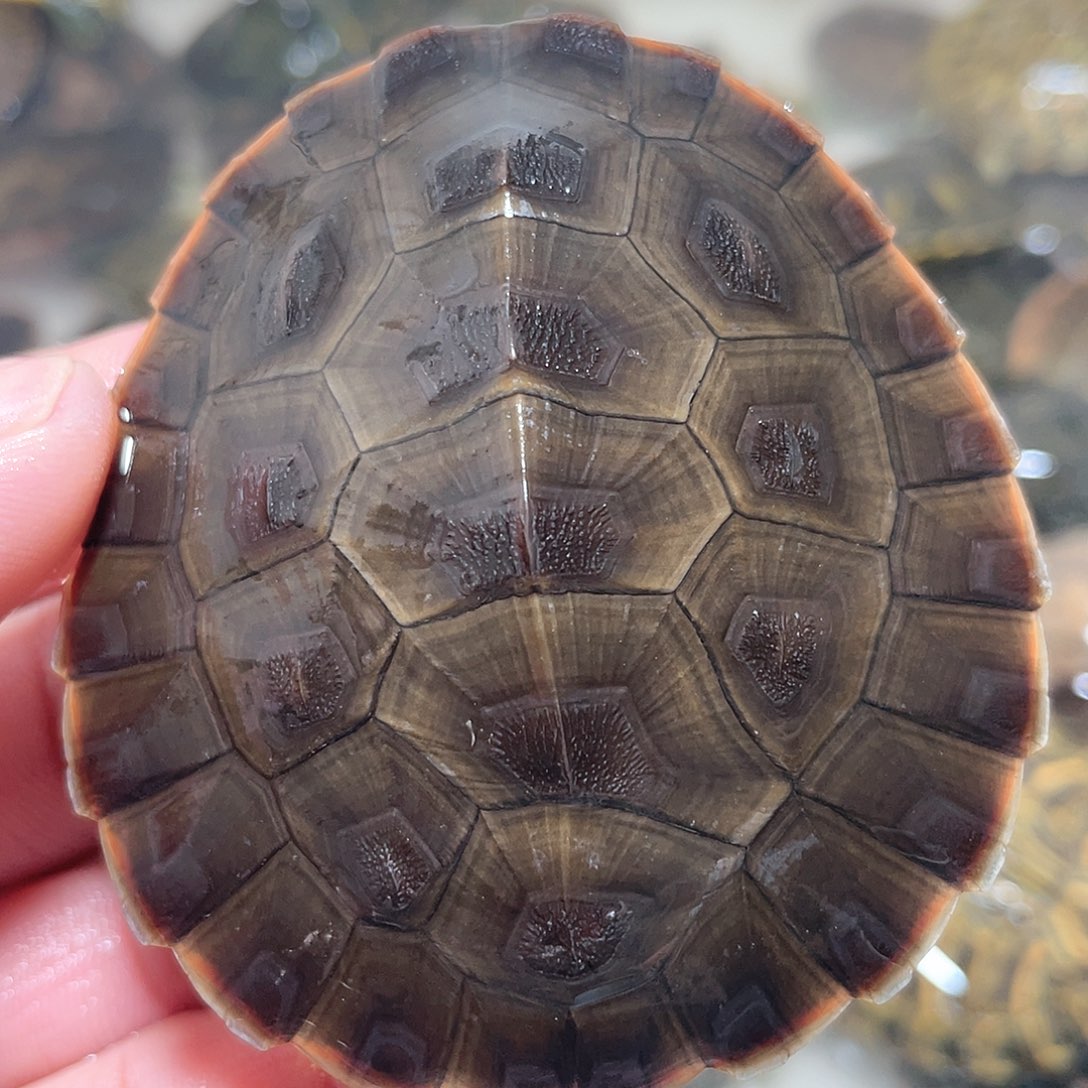 宠物龟不分公母6.8歪甲