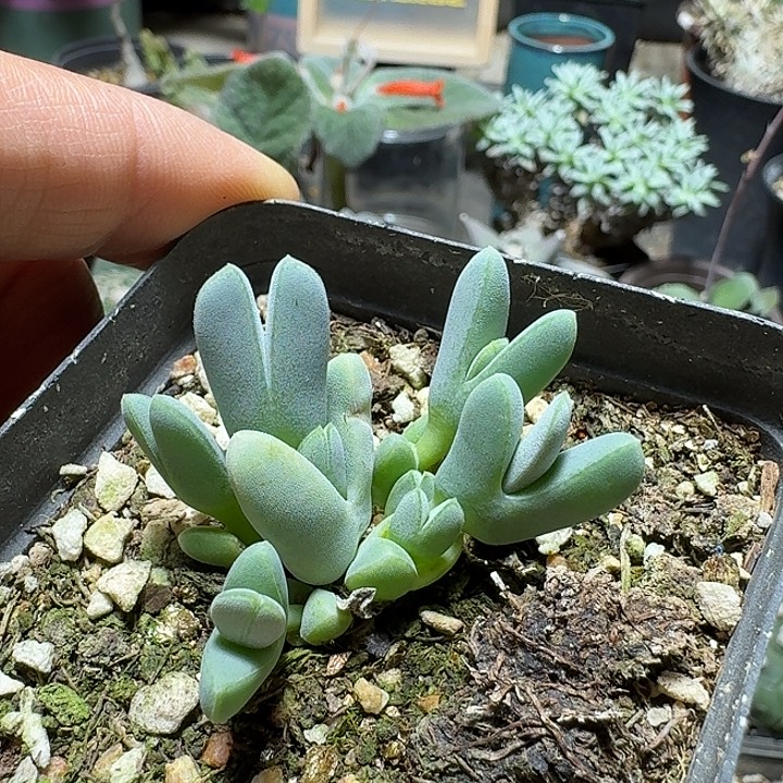 乐****863枝干虾钳脱土发货