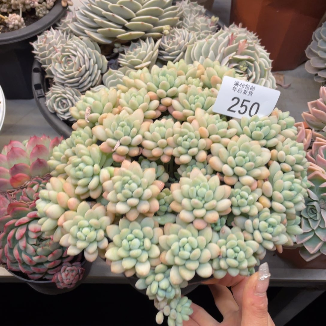 黑大帅多肉250玉子酱