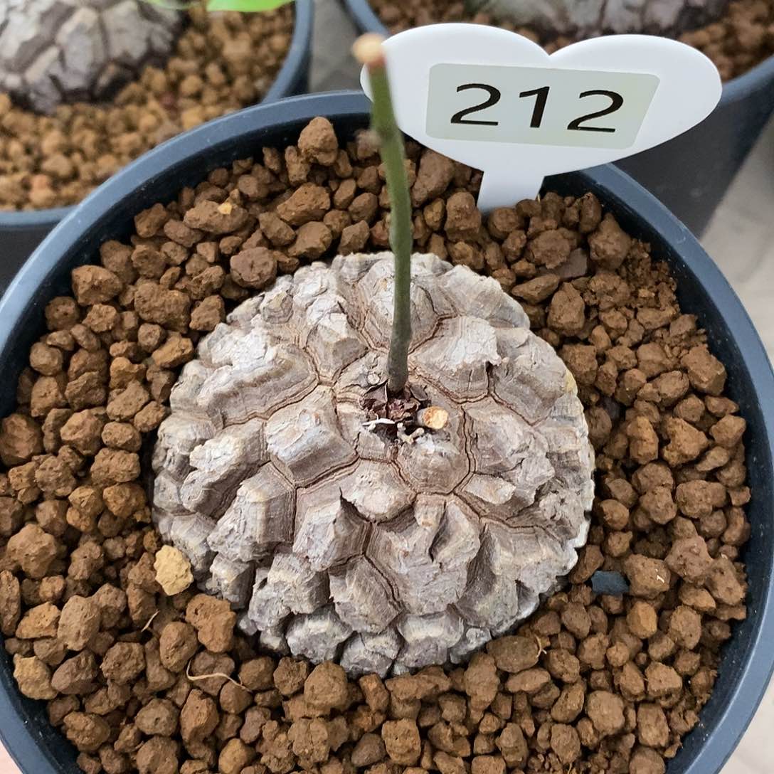 南非龟甲龙龟甲龙