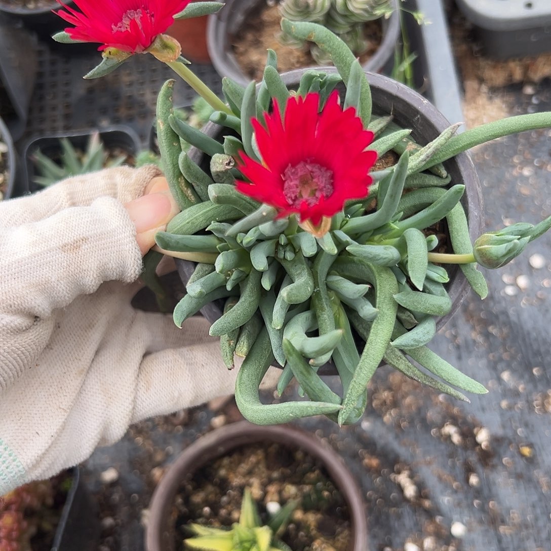 杜呃呃呃呃呃呃呃呃呃呃呃呃