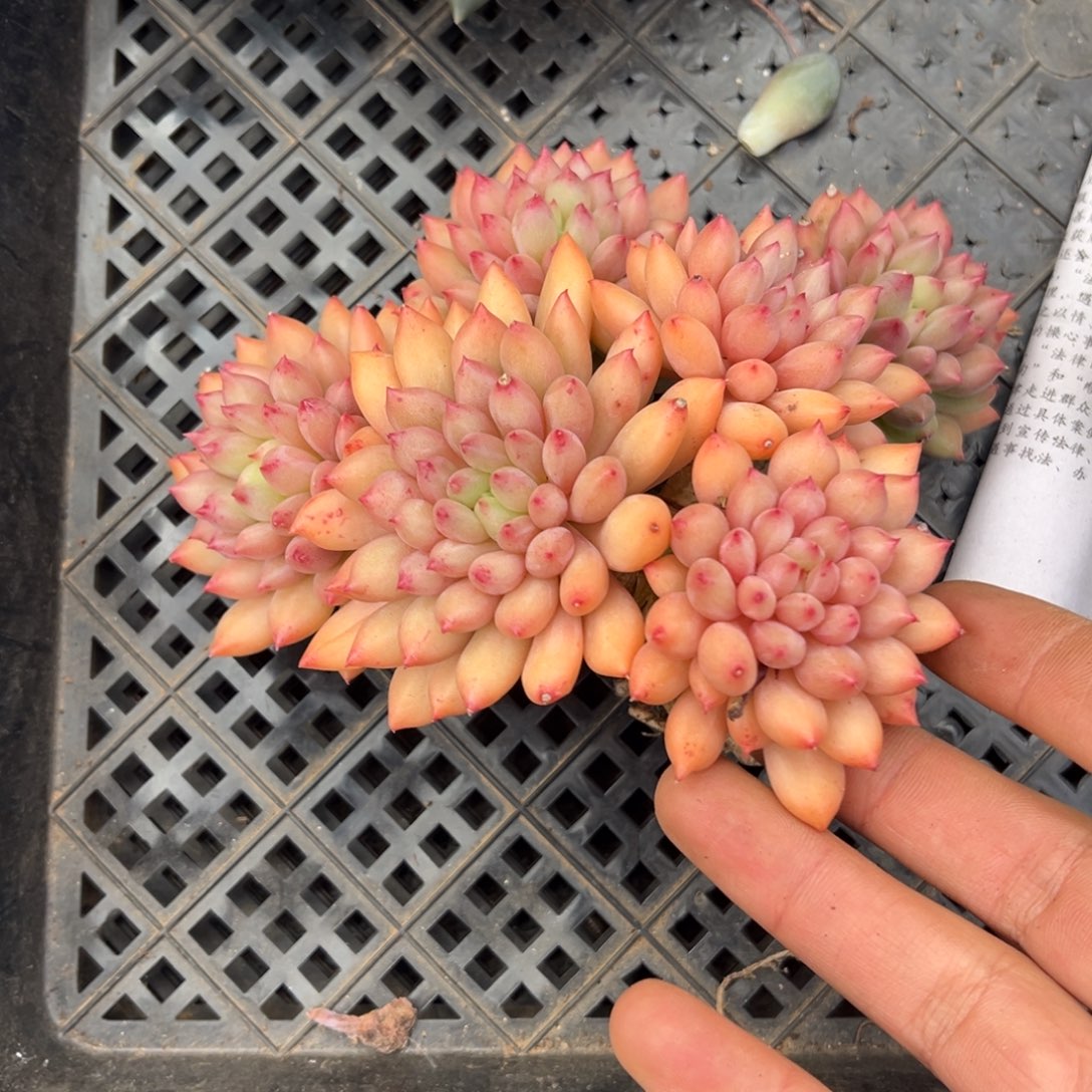 小***k多肉植物多肉植物多肉3