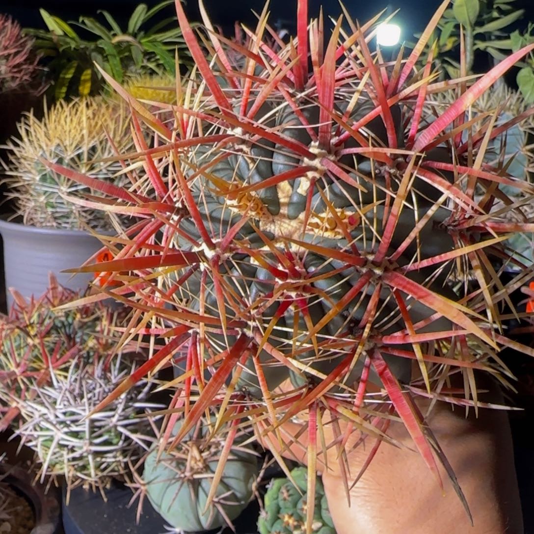 日系宽刺刈穗玉大