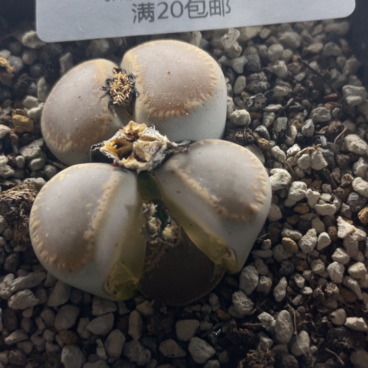 佳人园艺老周多肉上福利啦和田041