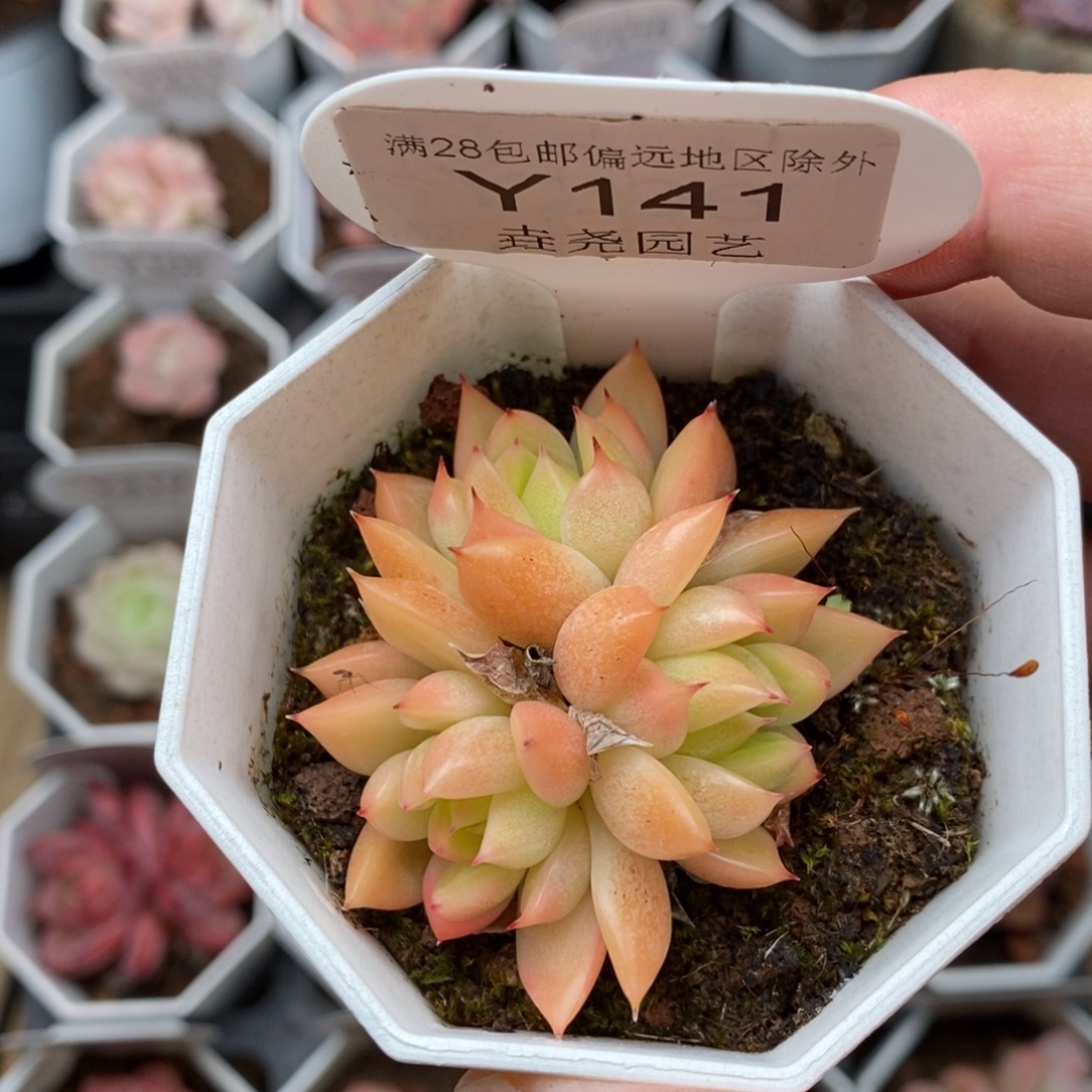 0141 晴空珍妮 4cm 