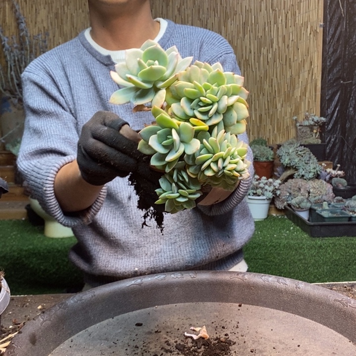 A***D373号白凤多肉植物