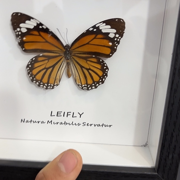 可***可蝴蝶标本定制486@