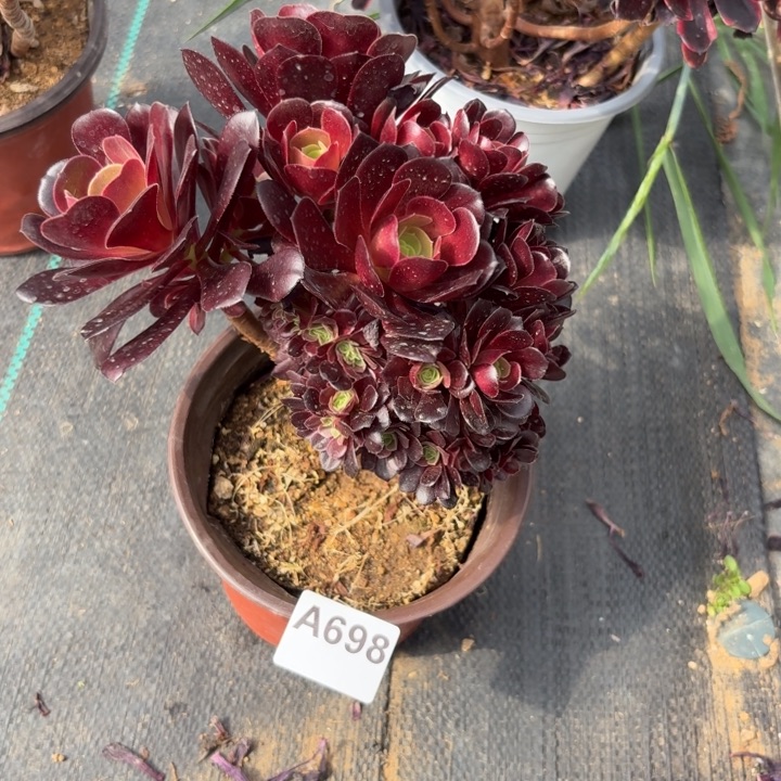 欧紫多肉植物不包损698