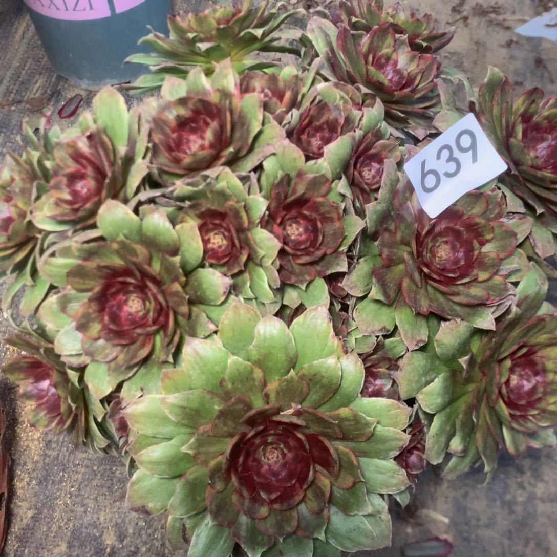 639有断枝红霞多肉植物