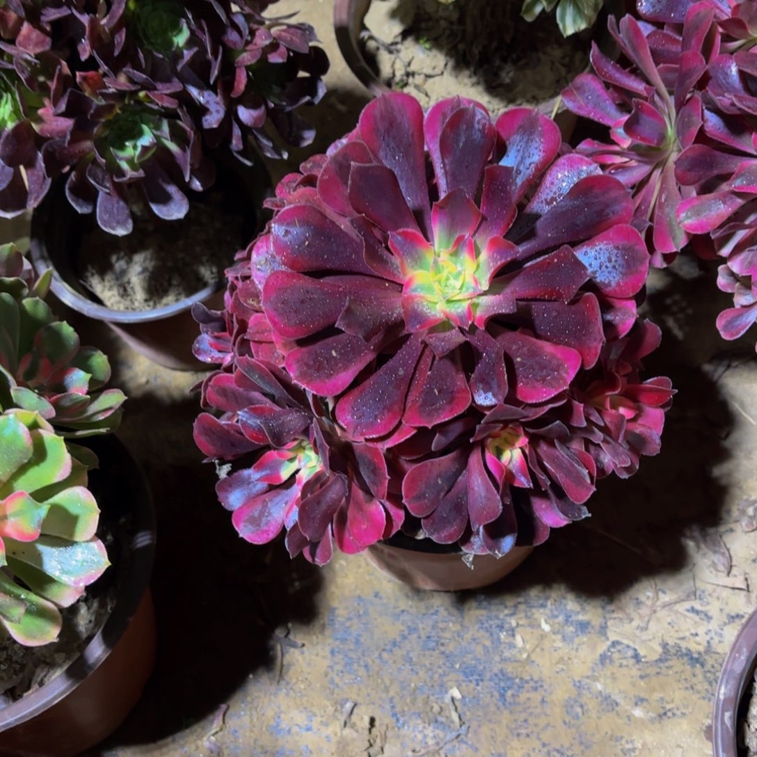 美杜莎手捧9.9多肉植物