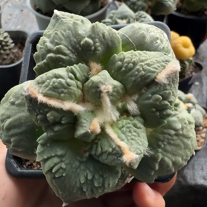 无花朵223白肌大尤哥怒牡丹