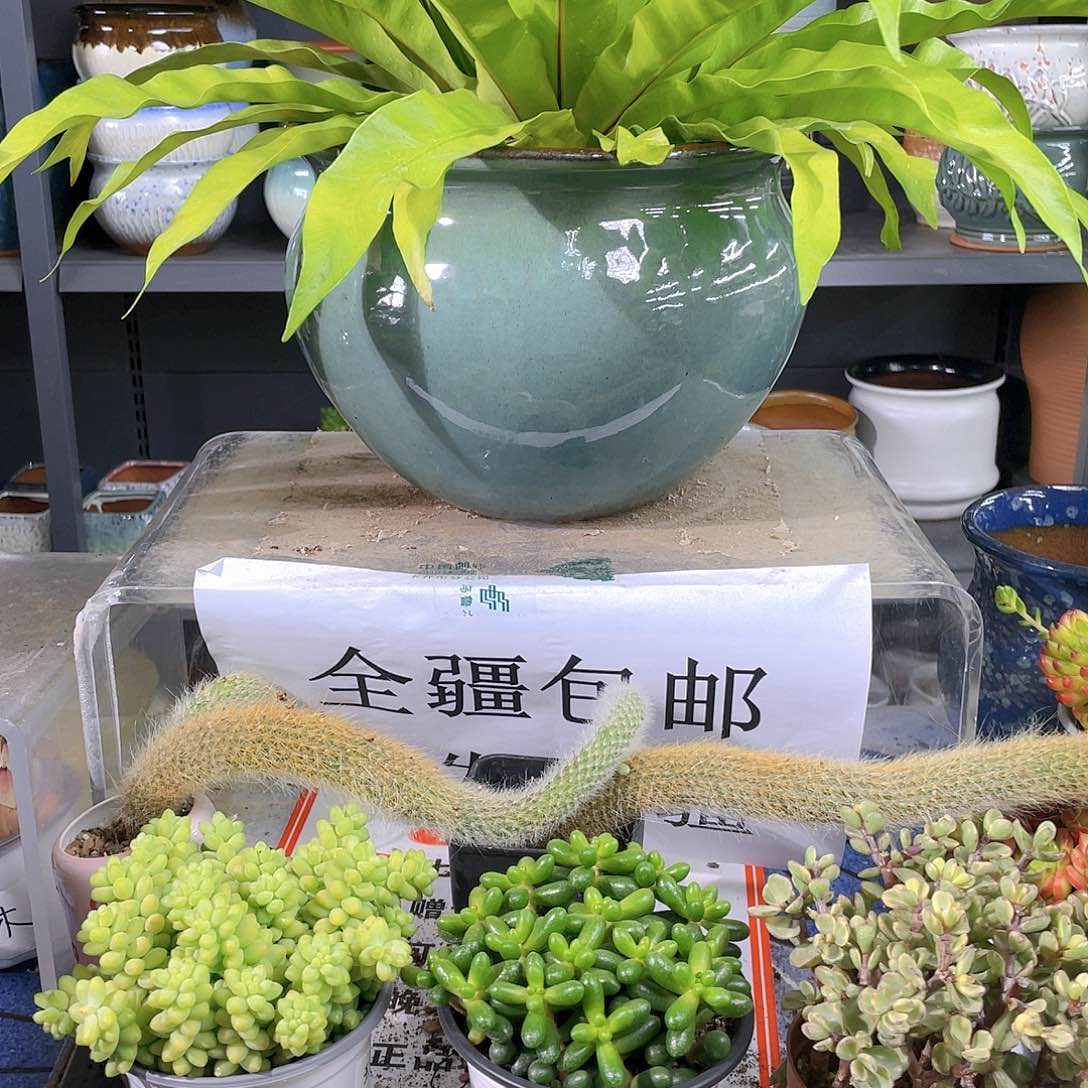 粗陶特大花盆一个装